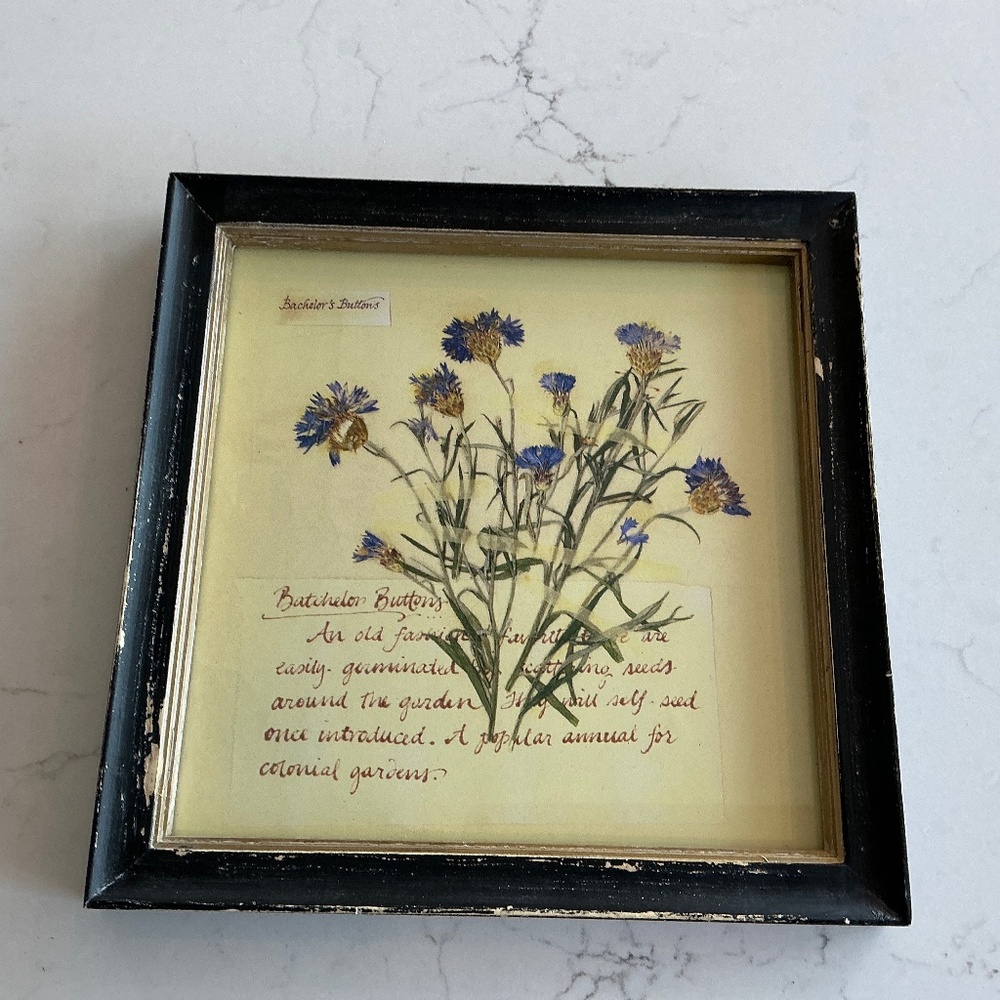 Bachelors Button artwork